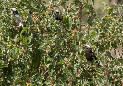 White-crowned Starling (Lamprotornis albicapillus), photo 9