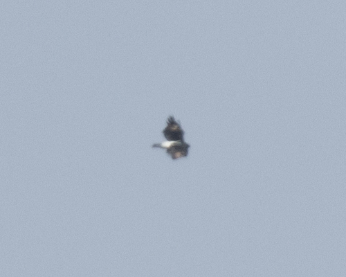 Verreaux's Eagle
