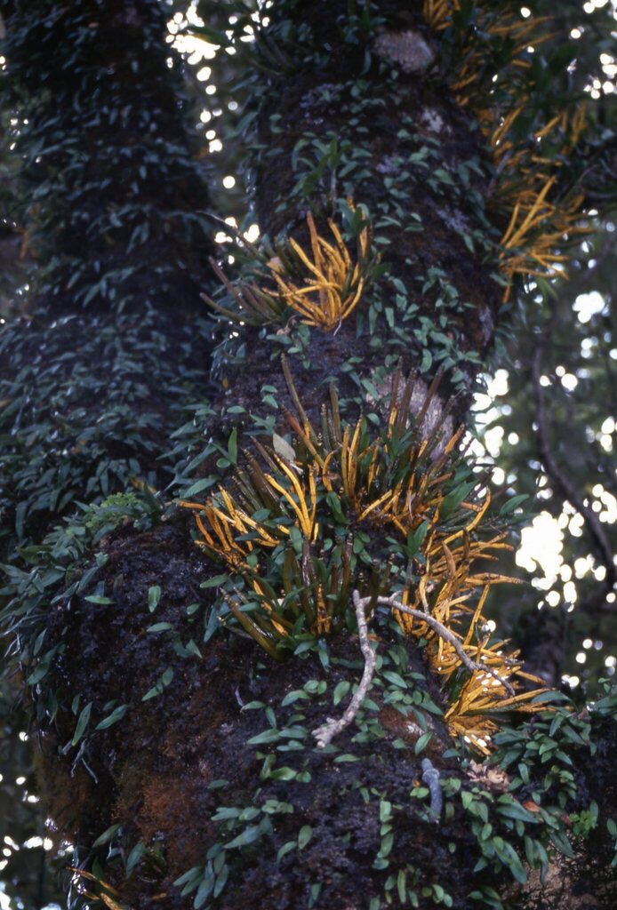 Dendrobium macropus (Endl.) Rchb.f. ex Lindl. 2