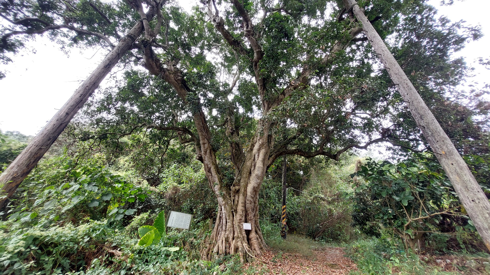 Foto de Litchi chinensis Sonn.