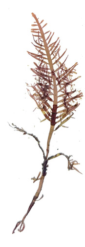 Pterocladiella capillacea observed 2026-01-11