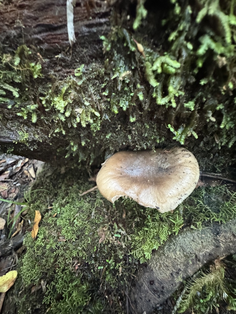 Amanita nothofagi · January 2026 · photo: © duaneg (iNaturalist, cc-by)