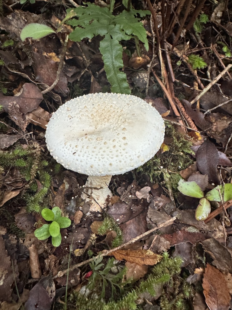 Amanita pareparina · January 2026 · photo: © duaneg (iNaturalist, cc-by)