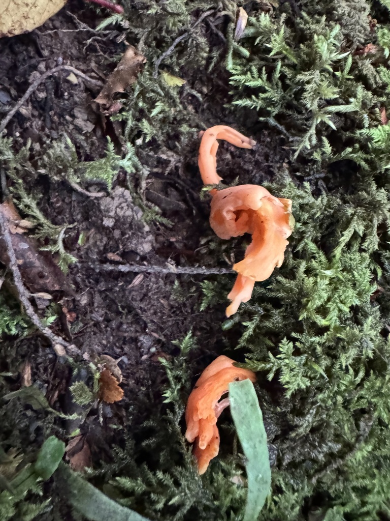 Clavulinopsis sulcata · January 2026 · photo: © duaneg (iNaturalist, cc-by)