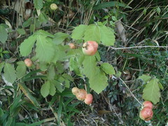 Biorhiza