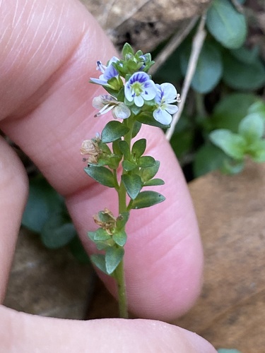 Veronica serpyllifolia observed 2026-01-27