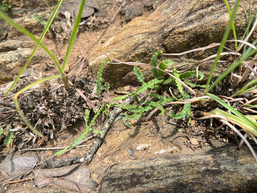 Ledebouria crispa