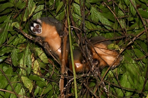 Black-headed Night Monkey