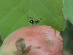 Biorhiza