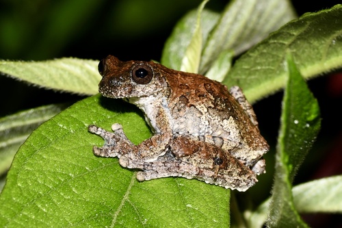 Acre Treefrog, Dendropsophus acreanus