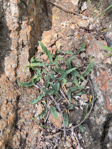 Polokwane African hyacinth (Ledebouria crispa)