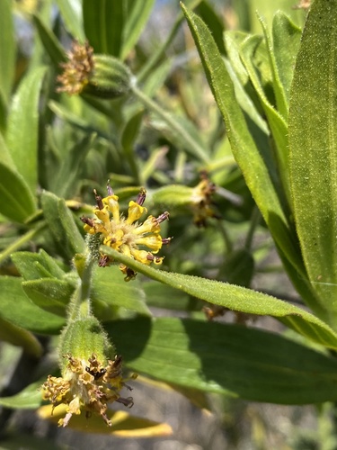 Dubautia arborea observed 2026-01-27