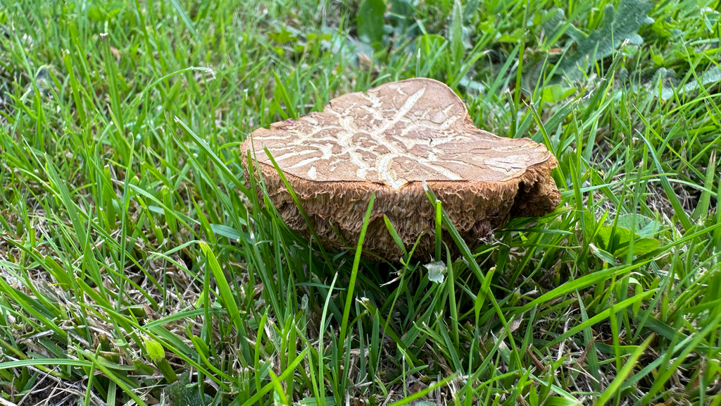 Xerocomellus cisalpinus · January 2026 · photo: © frankashwood (iNaturalist, cc-by)