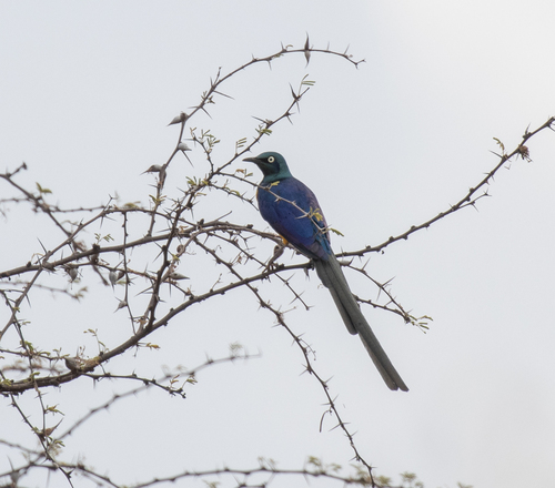 Golden-breasted Starling