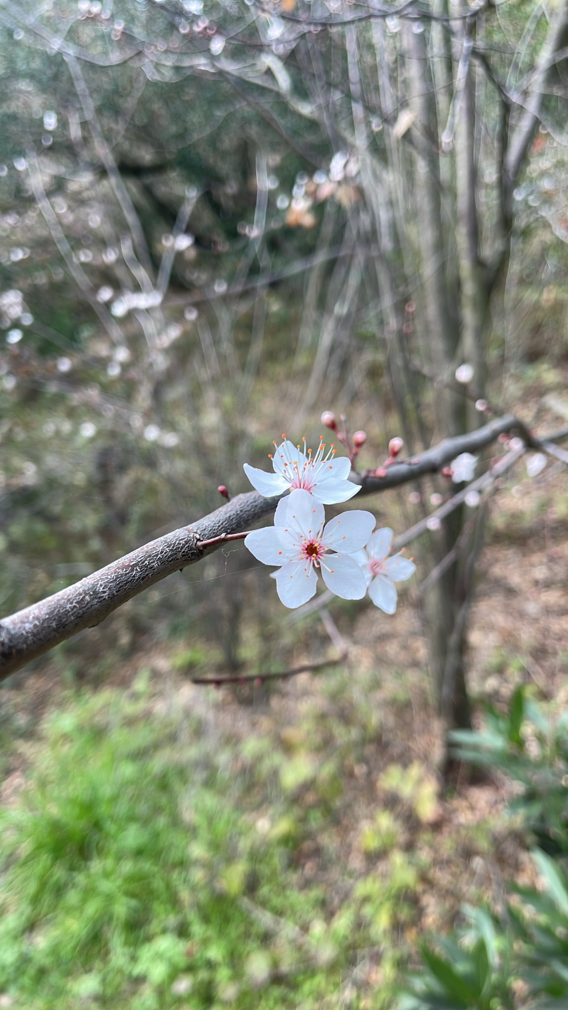 Imagem de Cerejeira-roxa