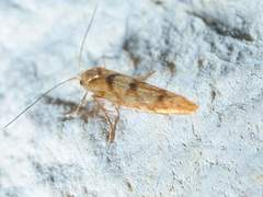 Argyresthia alternatella