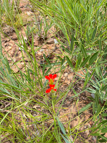 Elegant Witchweed (Striga elegans)