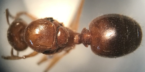Pheidole morrisii