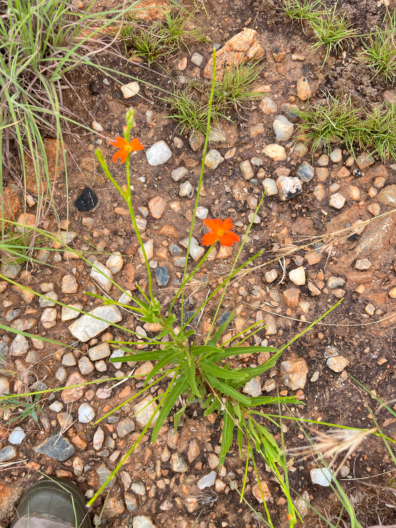 Lion's Eye (Tricliceras longepedunculatum)