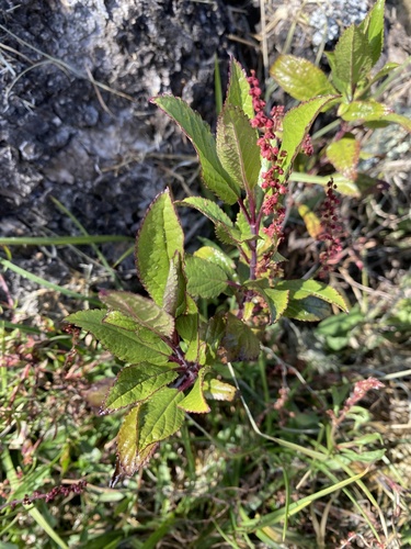 Phytolacca sandwicensis observed 2026-01-27