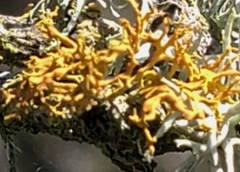 Polycauliona pollinarioides