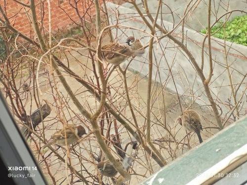 Eurasian Tree Sparrow