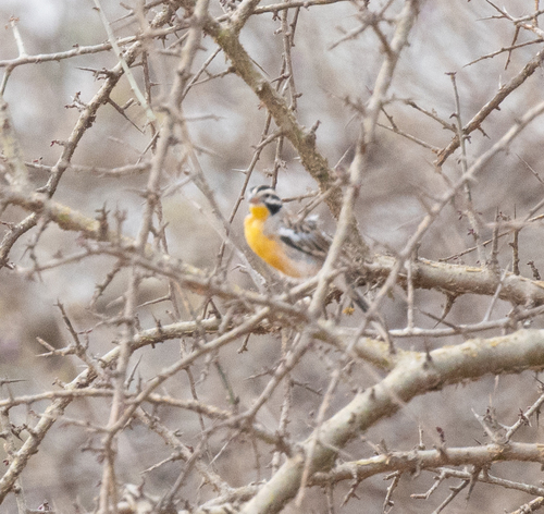 Somali Bunting (Emberiza poliopleura), photo 7