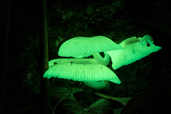 Mycena chlorophos