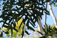 Thouinidium decandrum