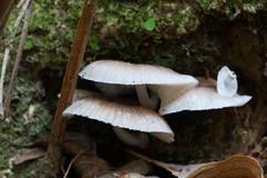 Mycena chlorophos