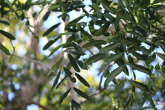 Thouinidium decandrum