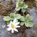 Celmisia glandulosa latifolia - Photo no hay derechos reservados, subido por Peter de Lange