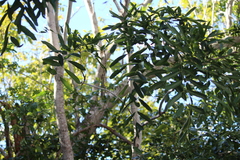 Thouinidium decandrum