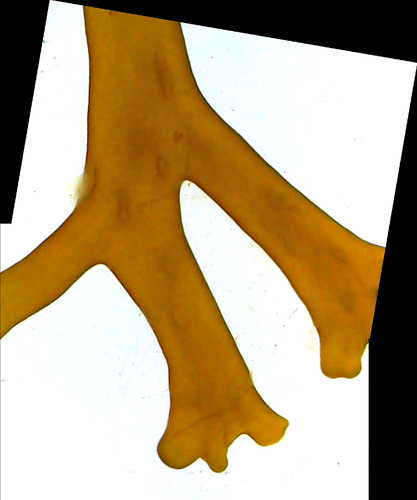 Chnoospora, 2026-01-07