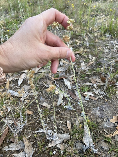 Pseudognaphalium sandwicensium observed 2026-01-26