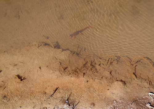 iNaturalist observation photo of Sierra Newt