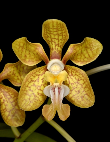 Motesiana Orchid