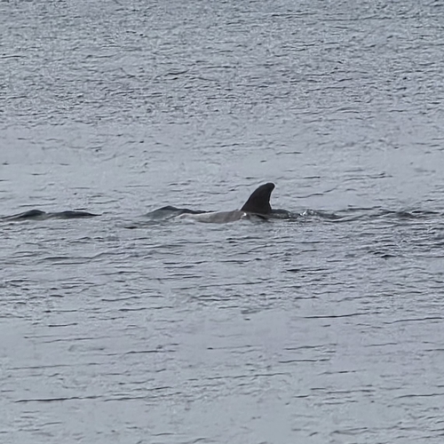 Bottlenose Dolphin