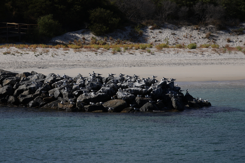 iNaturalist: (c) lmk96, some rights reserved (CC BY-NC) iNaturalist image