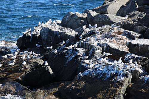 iNaturalist: (c) lmk96, some rights reserved (CC BY-NC) iNaturalist image