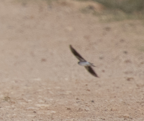 White-tailed Swallow (Hirundo megaensis), photo 7