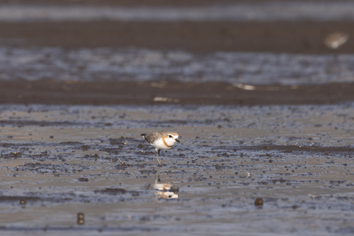 iNaturalist image