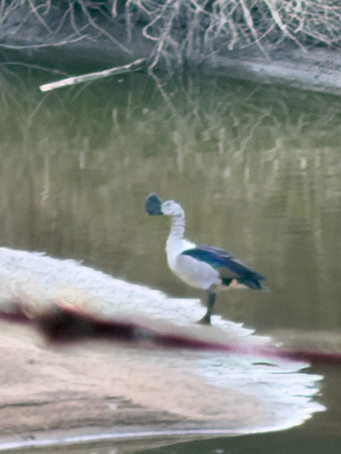 Knob-billed Duck (Sarkidiornis melanotos)