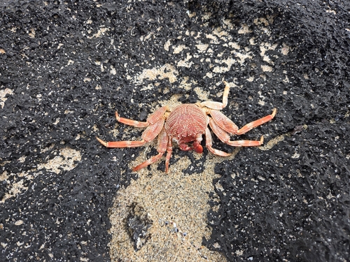 Grapsus observed 2026-01-26