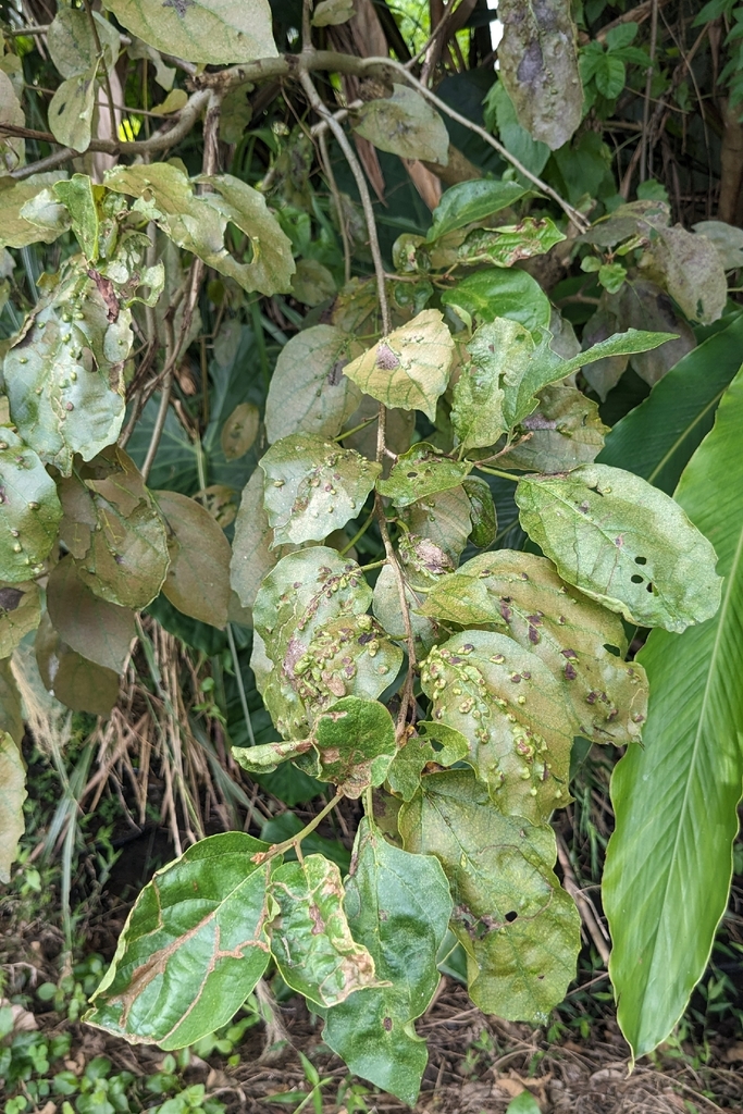 tâm mộc hai ngả – Cordia dichotoma