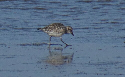 iNaturalist: (c) Bob Hislop, some rights reserved (CC BY-NC), uploaded by Bob Hislop iNaturalist image