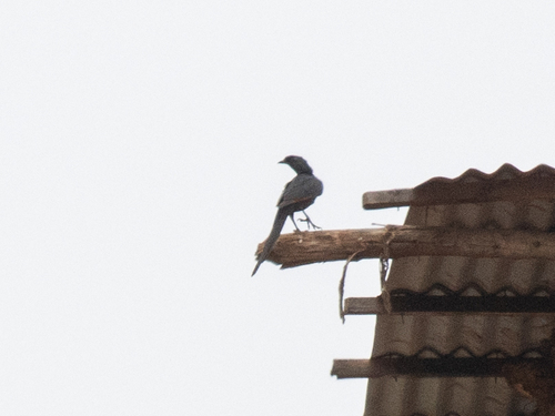 Bristle-crowned Starling (Onychognathus salvadorii), photo 1