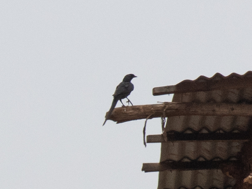 Bristle-crowned Starling (Onychognathus salvadorii), photo 2