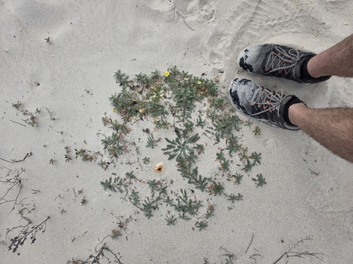 Seabeach Evening-primrose (Oenothera humifusa)