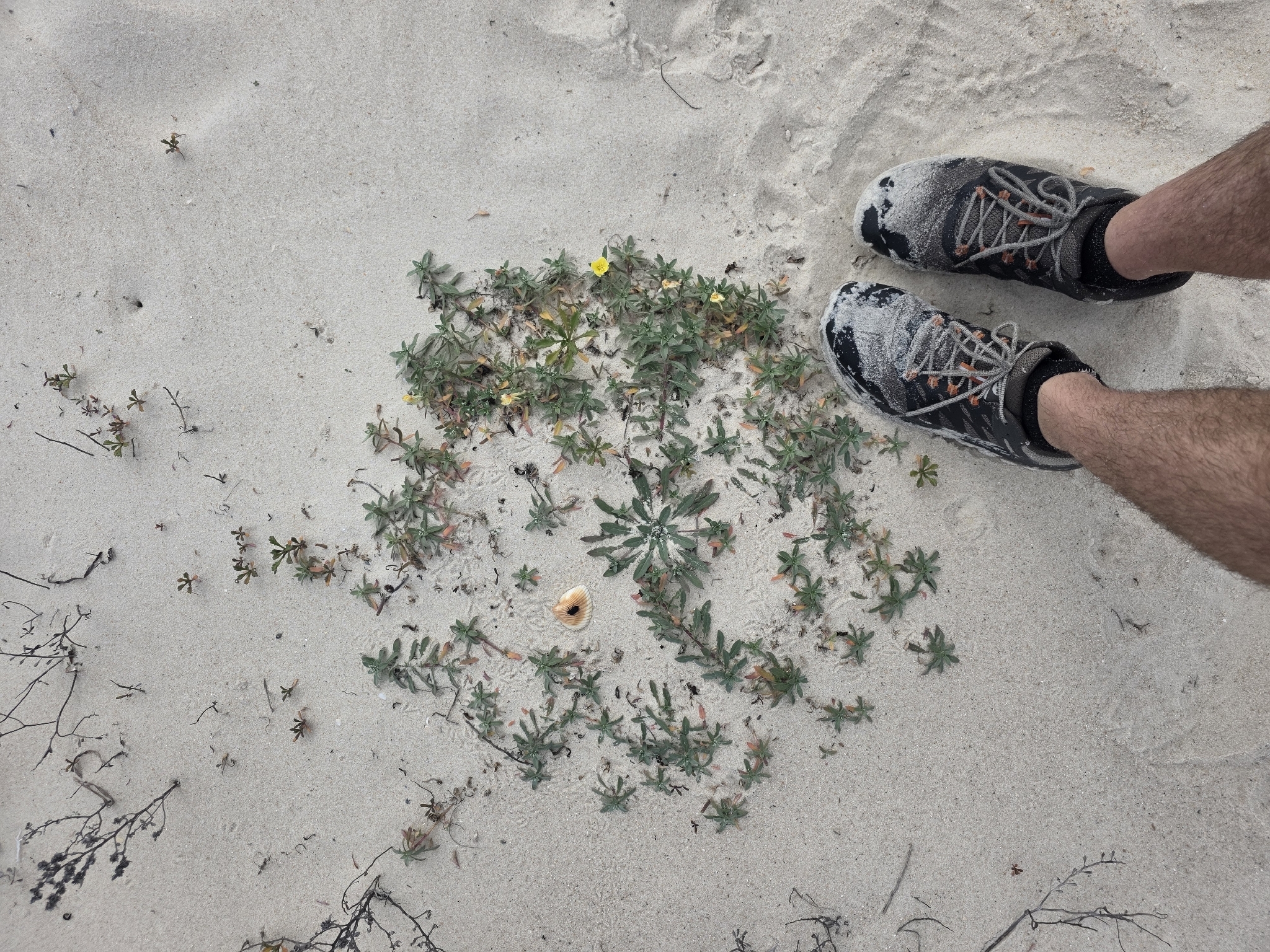 Seabeach Evening-Primrose (Oenothera humifusa)